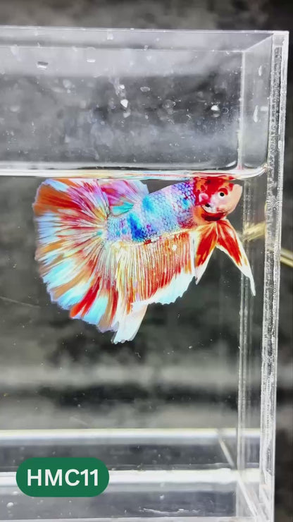 Multicolor Halfmoon Male Betta Fish | High Grade | Order Directly From Farm |  You Pick Fish |