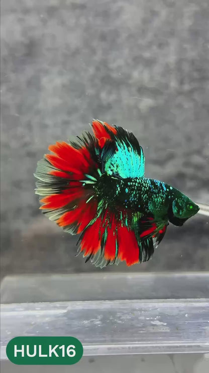 Black Hulk Halfmoon Male Betta Fish | You Pick Fish