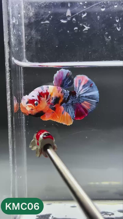 Multicolor Yellow Base Plakat Male Betta Fish | Order Directly From Farm |  You Pick Fish