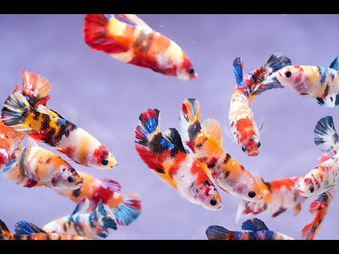 Koi Nemo Fire Female Betta Fish Sorority