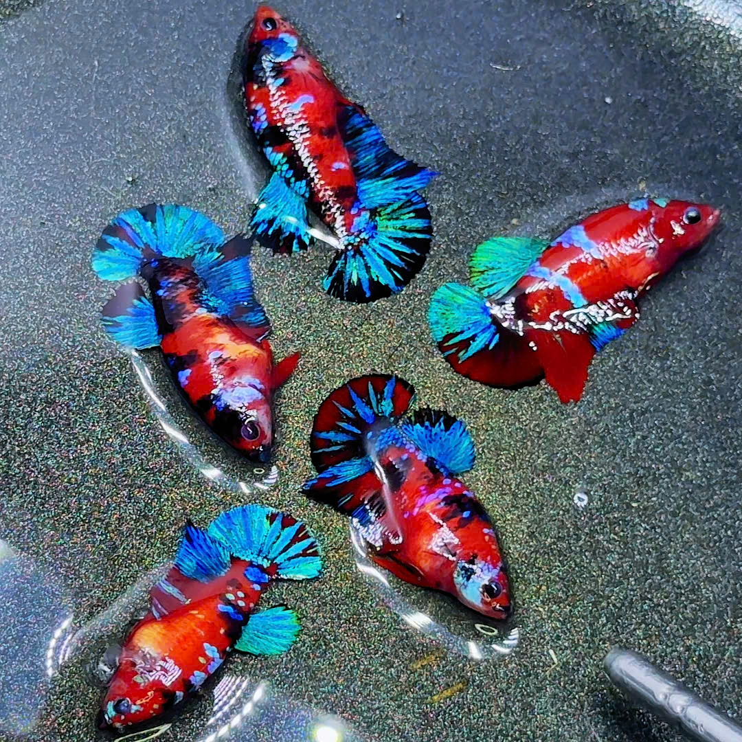 Koi Red Black Base Female Betta Fish