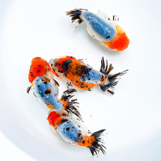 Tricolor Calico Ranchu Goldfish | Grower Pick