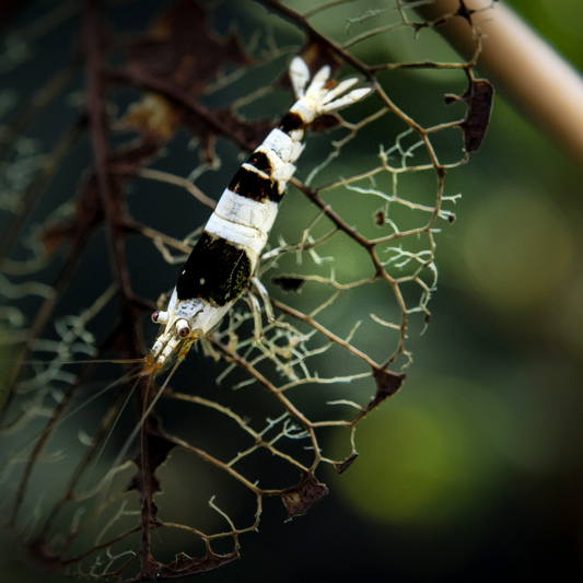 Pure Black Line Caridina Shrimp