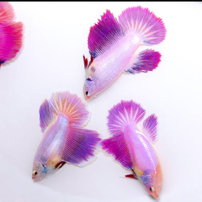 Purple Halfmoon Female Betta Fish | Collector Grade