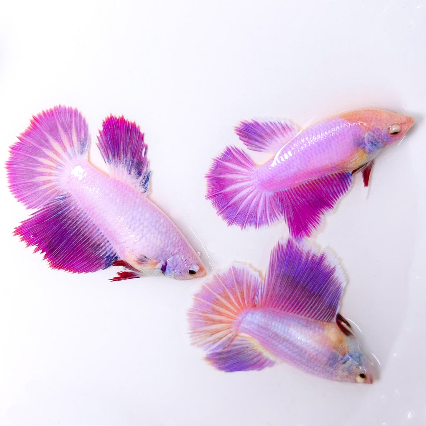 Purple Halfmoon Female Betta Fish | Collector Grade