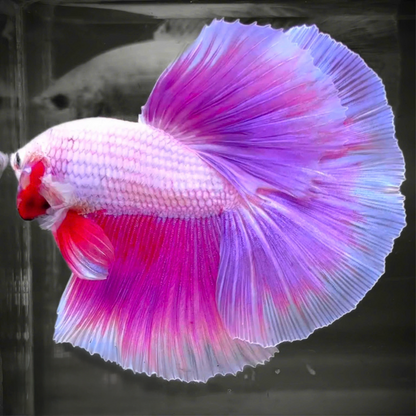 Purple Halfmoon Male Betta Fish | Grower's Pick