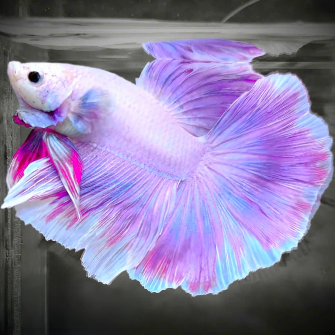 Purple Halfmoon Male Betta Fish | Grower's Pick