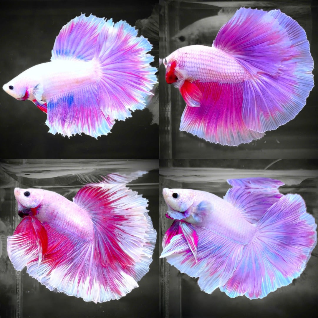 Purple Halfmoon Male Betta Fish | Grower's Pick