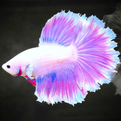Purple Halfmoon Male Betta Fish | Grower's Pick