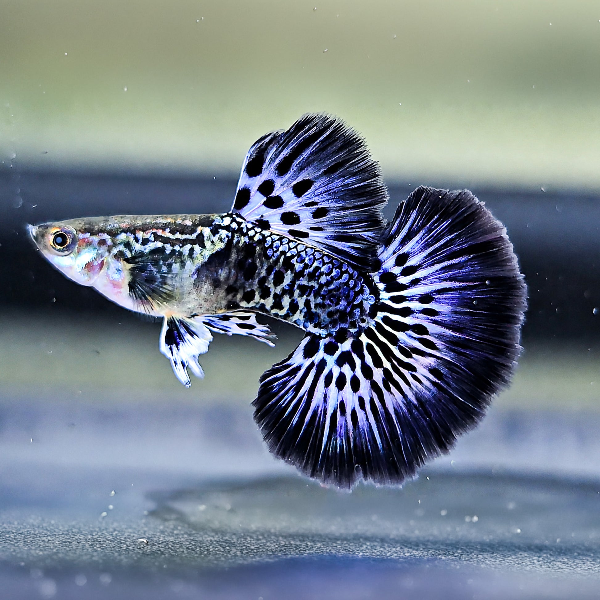 Purple Ivory Mosaic Guppy Fish