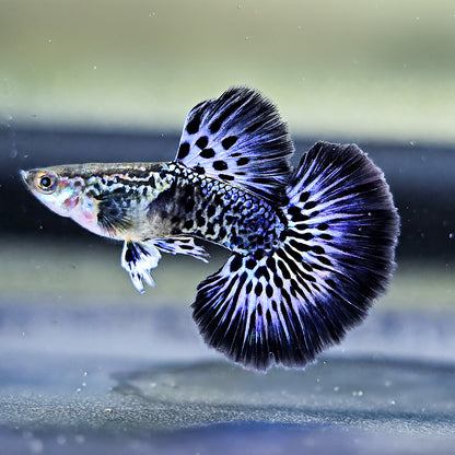 Purple Ivory Mosaic Guppy Fish
