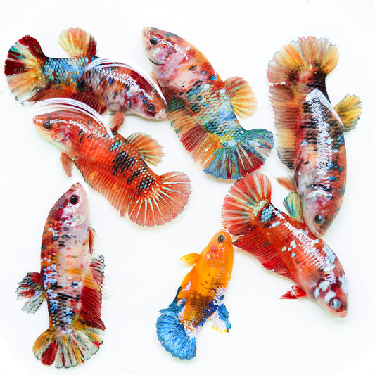 Giant Koi Nemo Female Betta Fish Sorority | Successful Sorority Pack