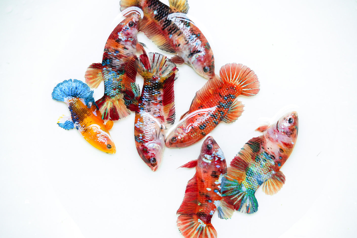 Giant Koi Nemo Female Betta Fish Sorority | Successful Sorority Pack