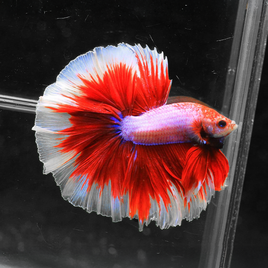 Red Butterfly Halfmoon Male Betta Fish