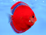 Red Cover Discus Fish | Rare Solid Red