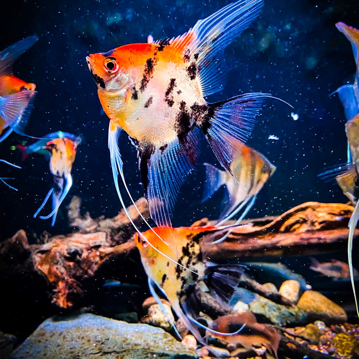 Red Devil Angelfish