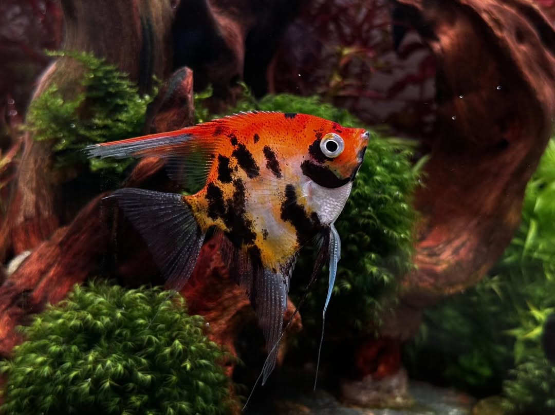 Red Devil Angelfish