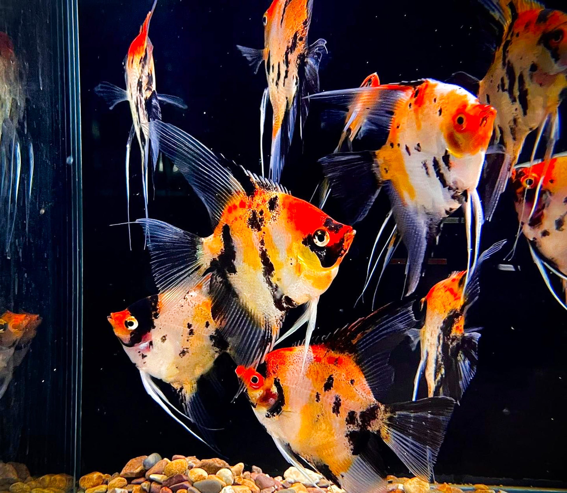 Red Devil Angelfish
