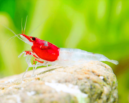 Red Head Rili Neocaridina Shrimp