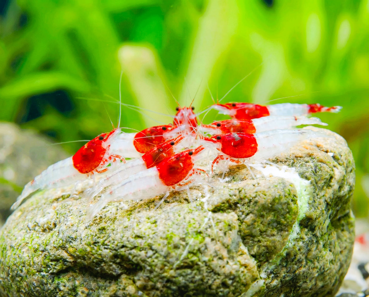 Red Head Rili Neocaridina Shrimp