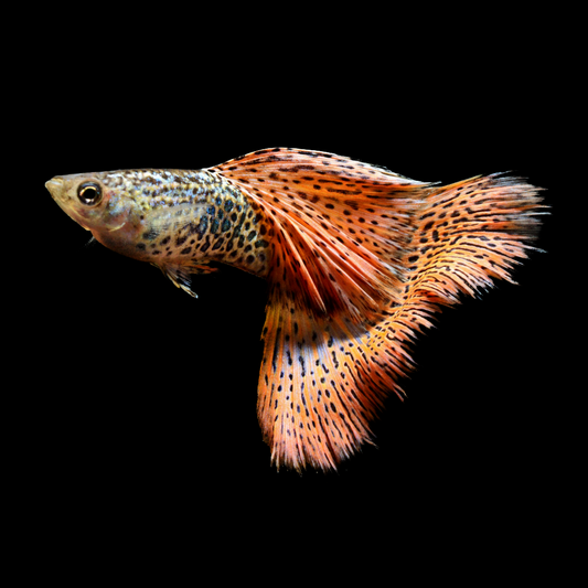 Red Lace Guppy Fish