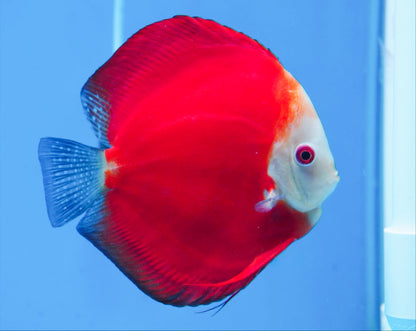 Red Melon Discus Fish