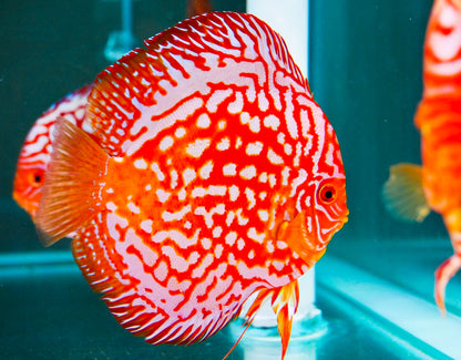 Red Panda Discus Fish | Ultra Color