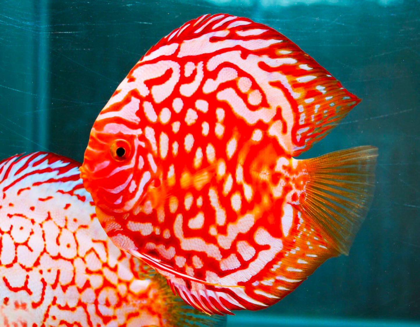 Red Panda Discus Fish | Ultra Color