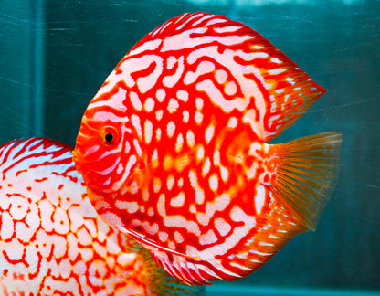 Red Panda Discus Fish | Ultra Color