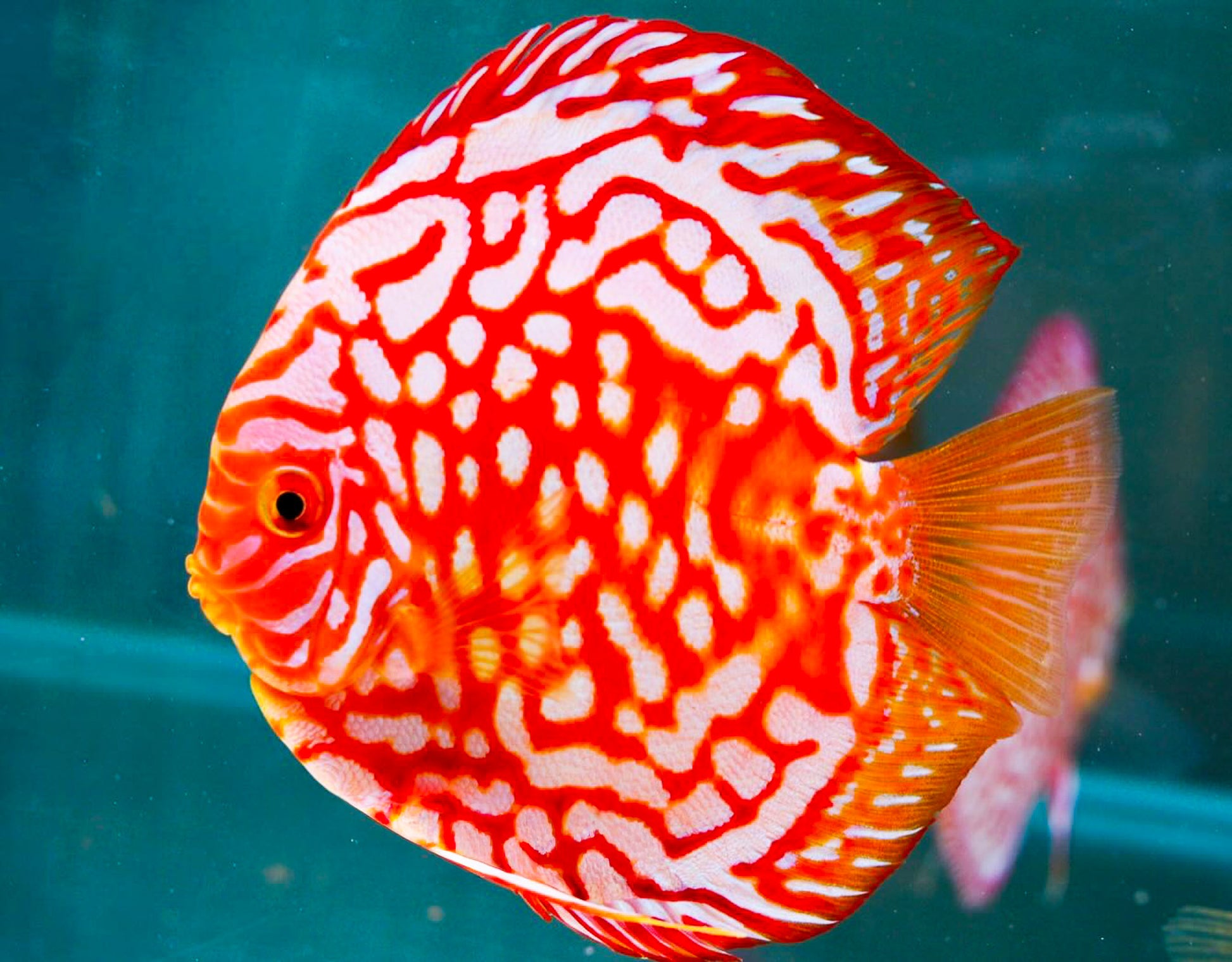 Red Panda Discus Fish | Ultra Color