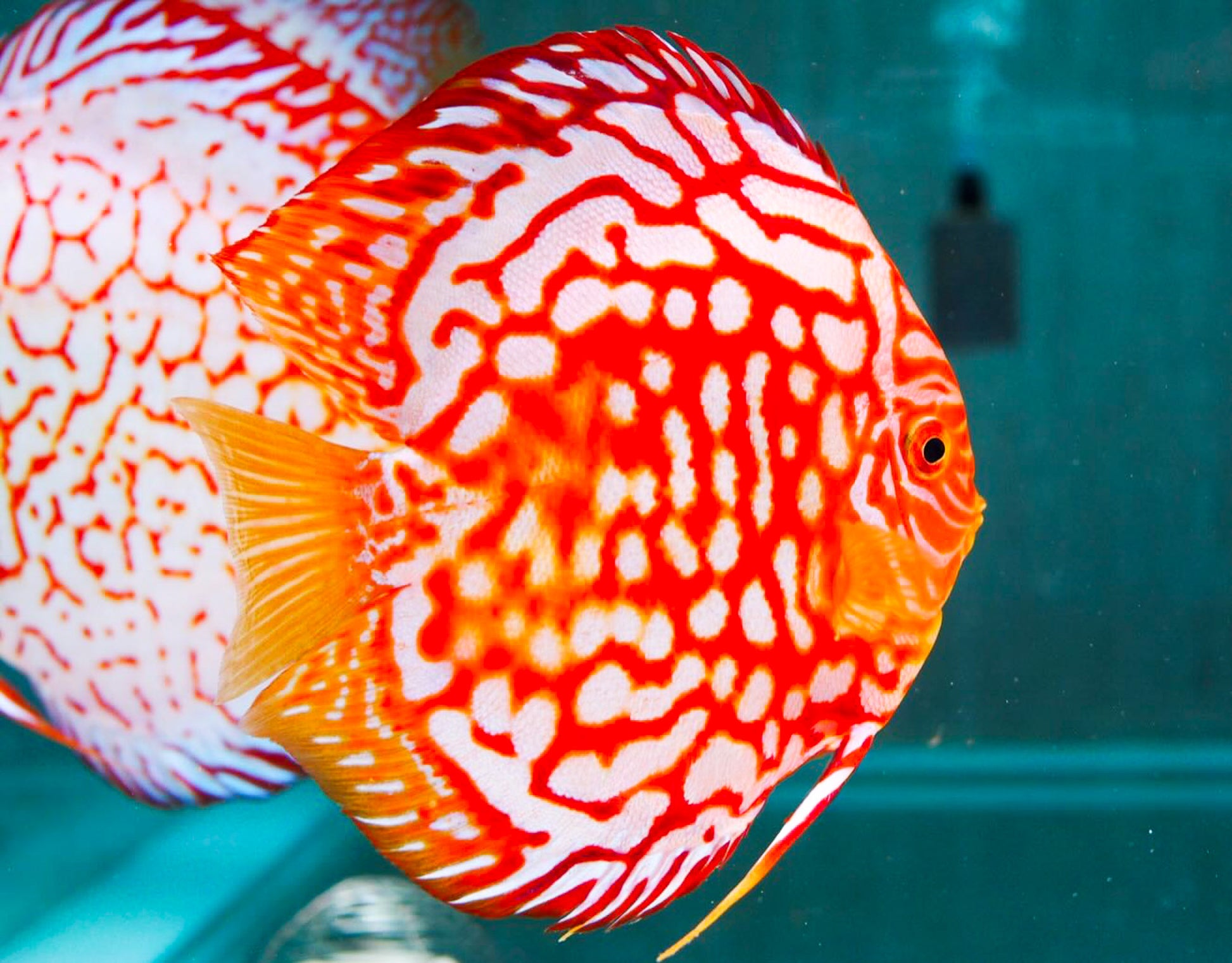 Red Panda Discus Fish | Ultra Color