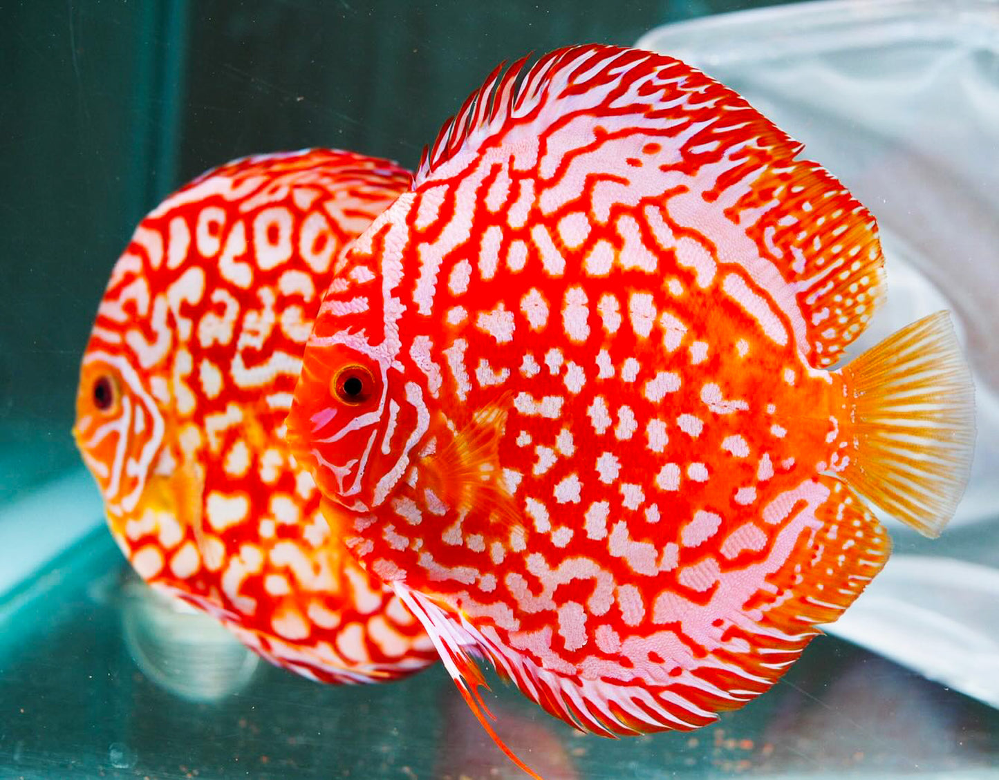 Red Panda Discus Fish | Ultra Color