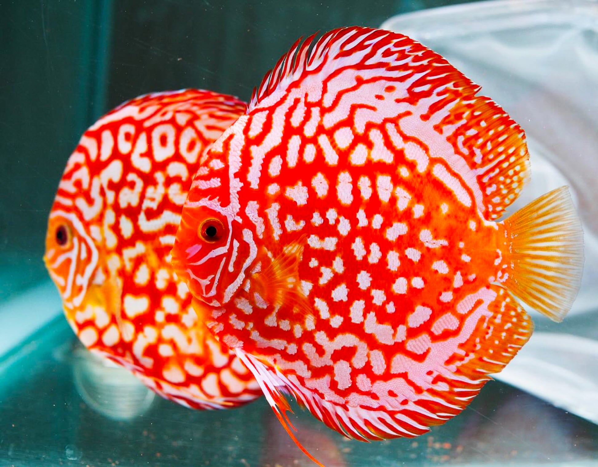 Red Panda Discus Fish | Ultra Color