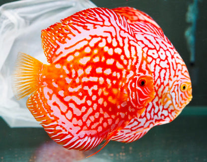 Red Panda Discus Fish | Ultra Color