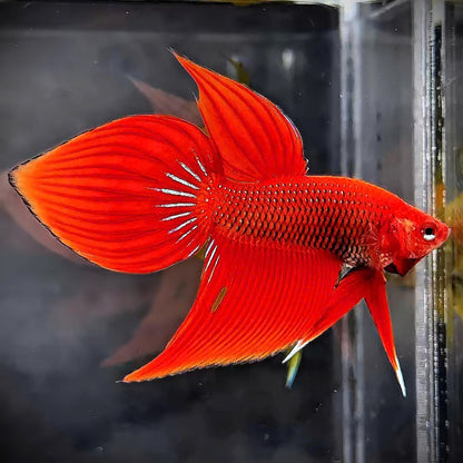Red Spade Tail Wild Betta Splendens Male