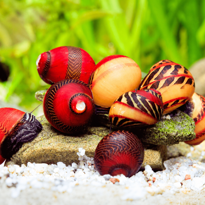 Red Racer Nerite Snail | Striking Red Shell Pattern