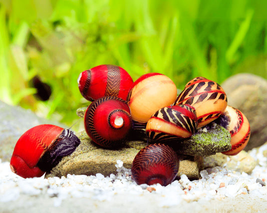 Red Racer Nerite Snail | Striking Red Shell Pattern