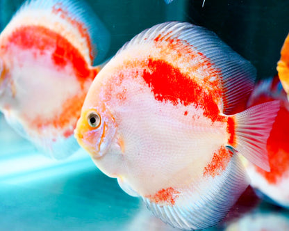 Red Snow Discus Fish | Show-Grade Color | Pre-Order