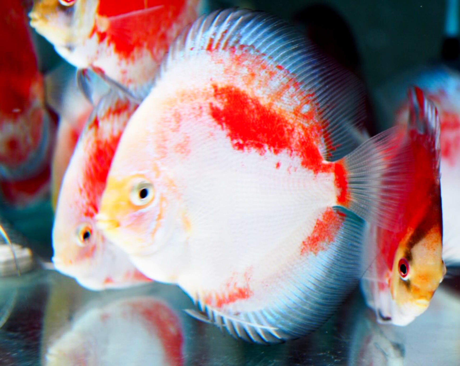 Red Snow Discus Fish | Show-Grade Color | Pre-Order