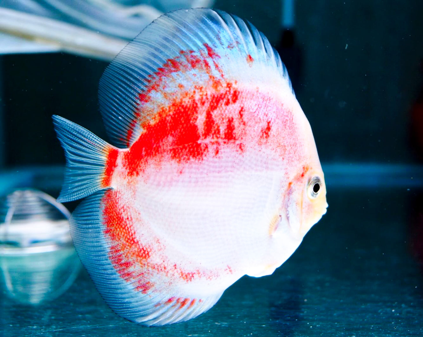 Red Snow Discus Fish | Show-Grade Color | Pre-Order