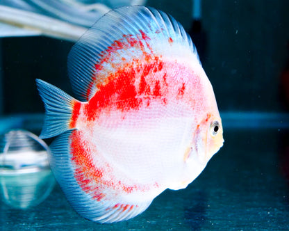 Red Snow Discus Fish | Show-Grade Color | Pre-Order