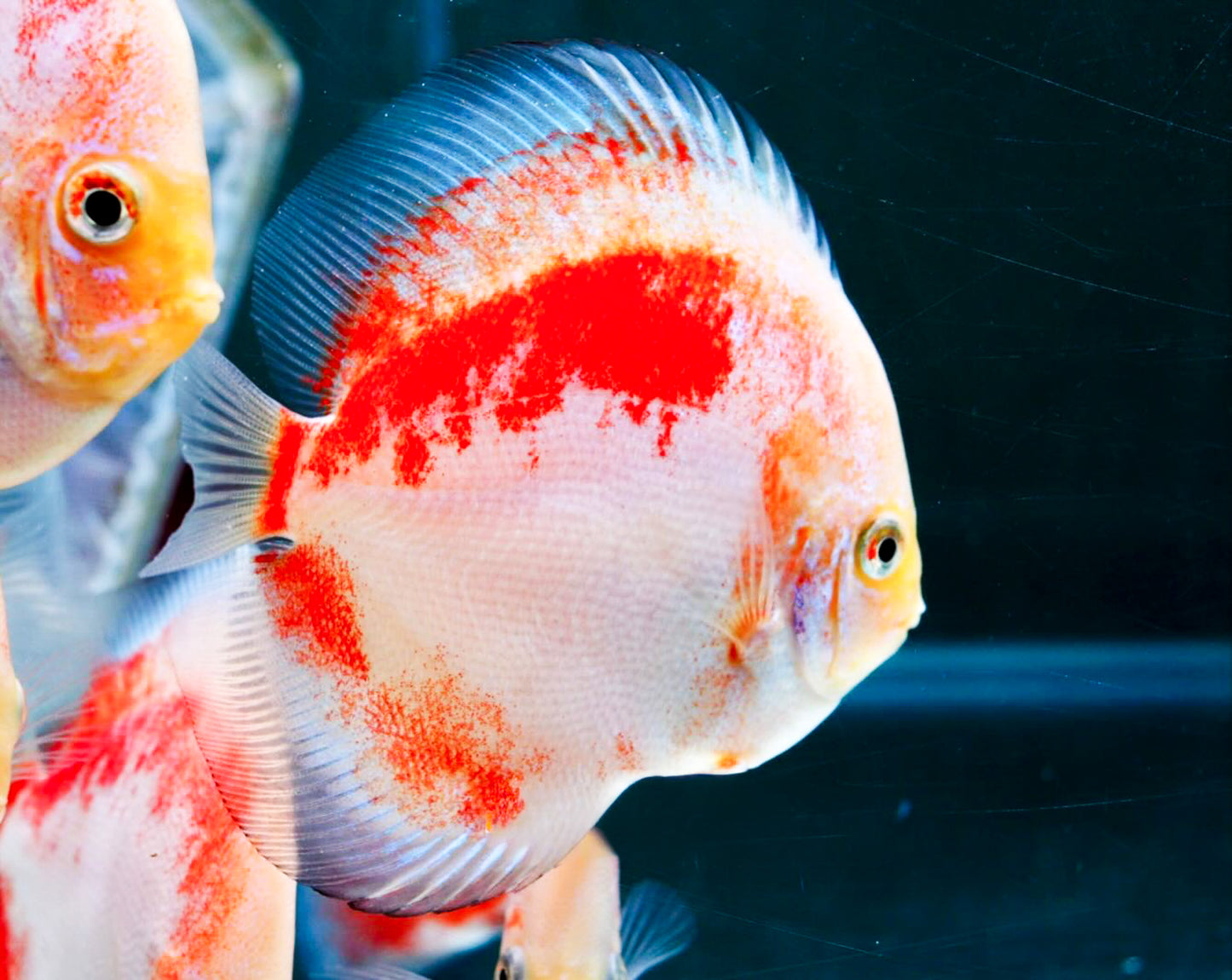 Red Snow Discus Fish | Show-Grade Color | Pre-Order
