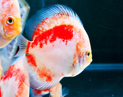 Red Snow Discus Fish | Show-Grade Color | Pre-Order