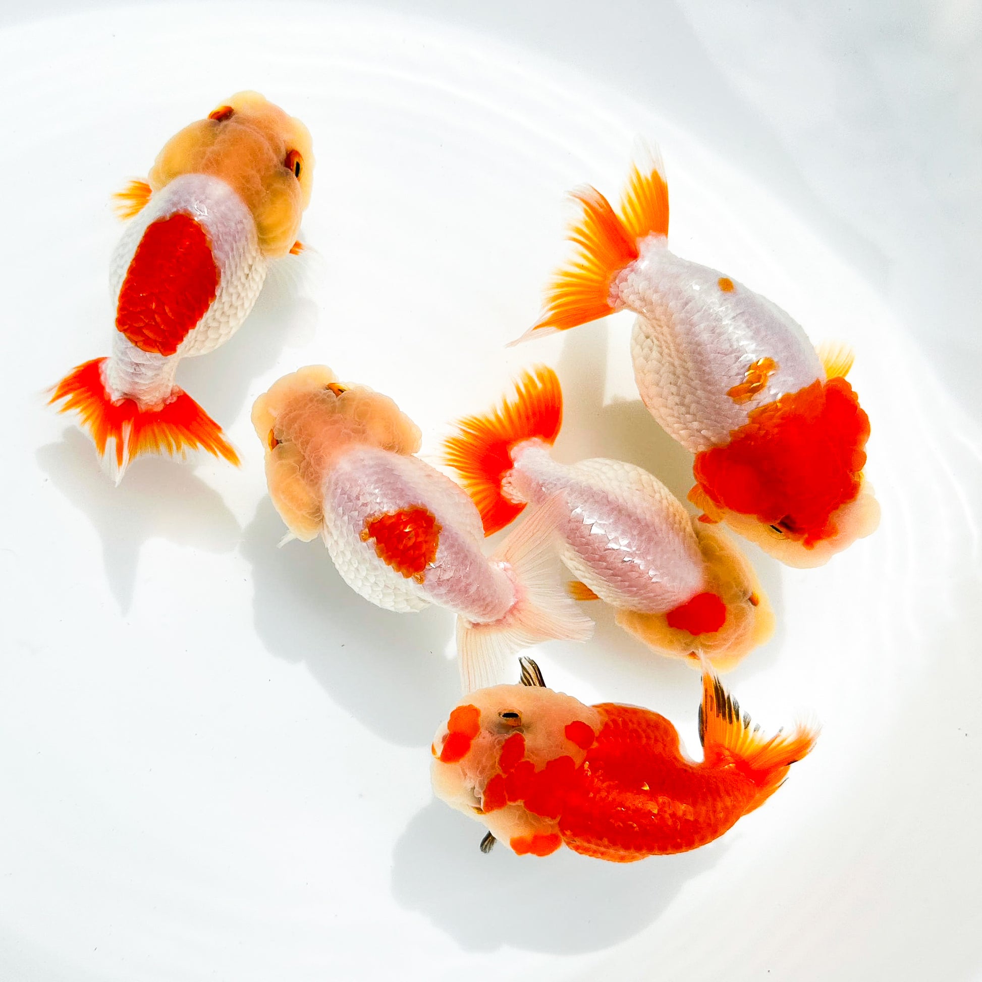 Red And White Double Chin Chubby Face Ranchu Goldfish | Grower Pick
