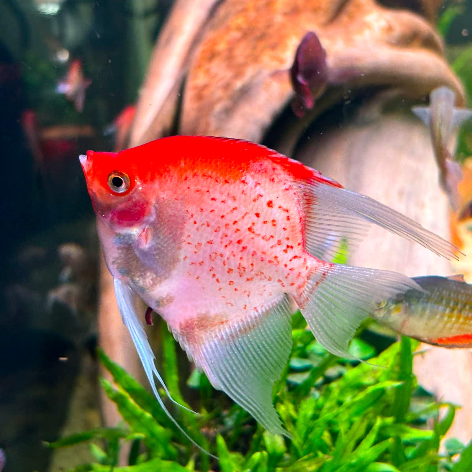 Sunset Angelfish