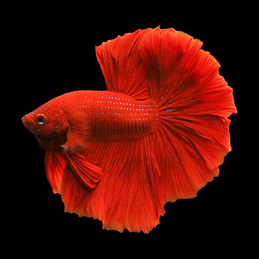 Super Red Halfmoon Male Betta Fish