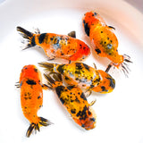 Tiger Calico Ranchu Goldfish | Grower Pick