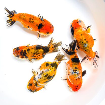 Tiger Calico Ranchu Goldfish | Grower Pick