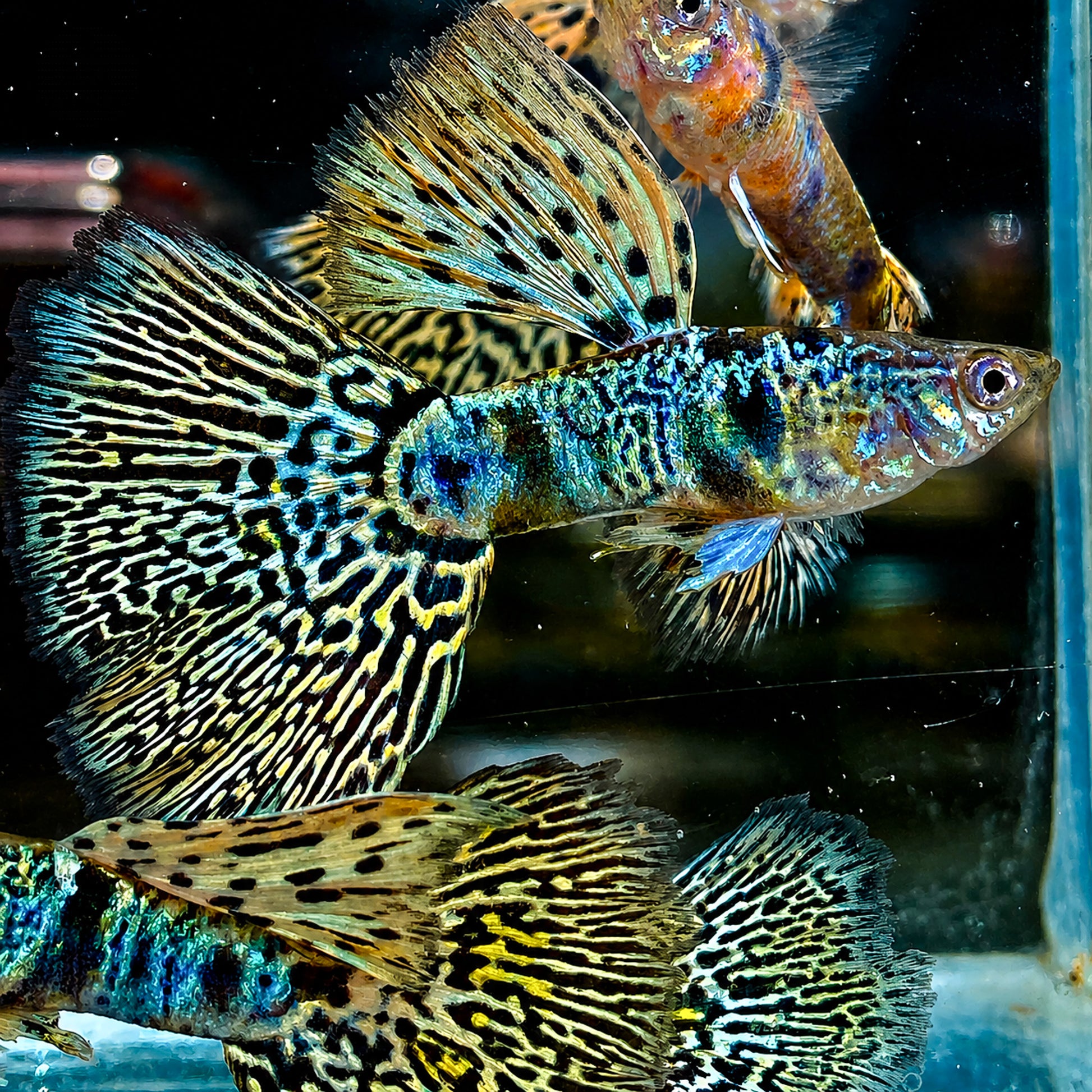 Tiger King Cobra Guppy Fish