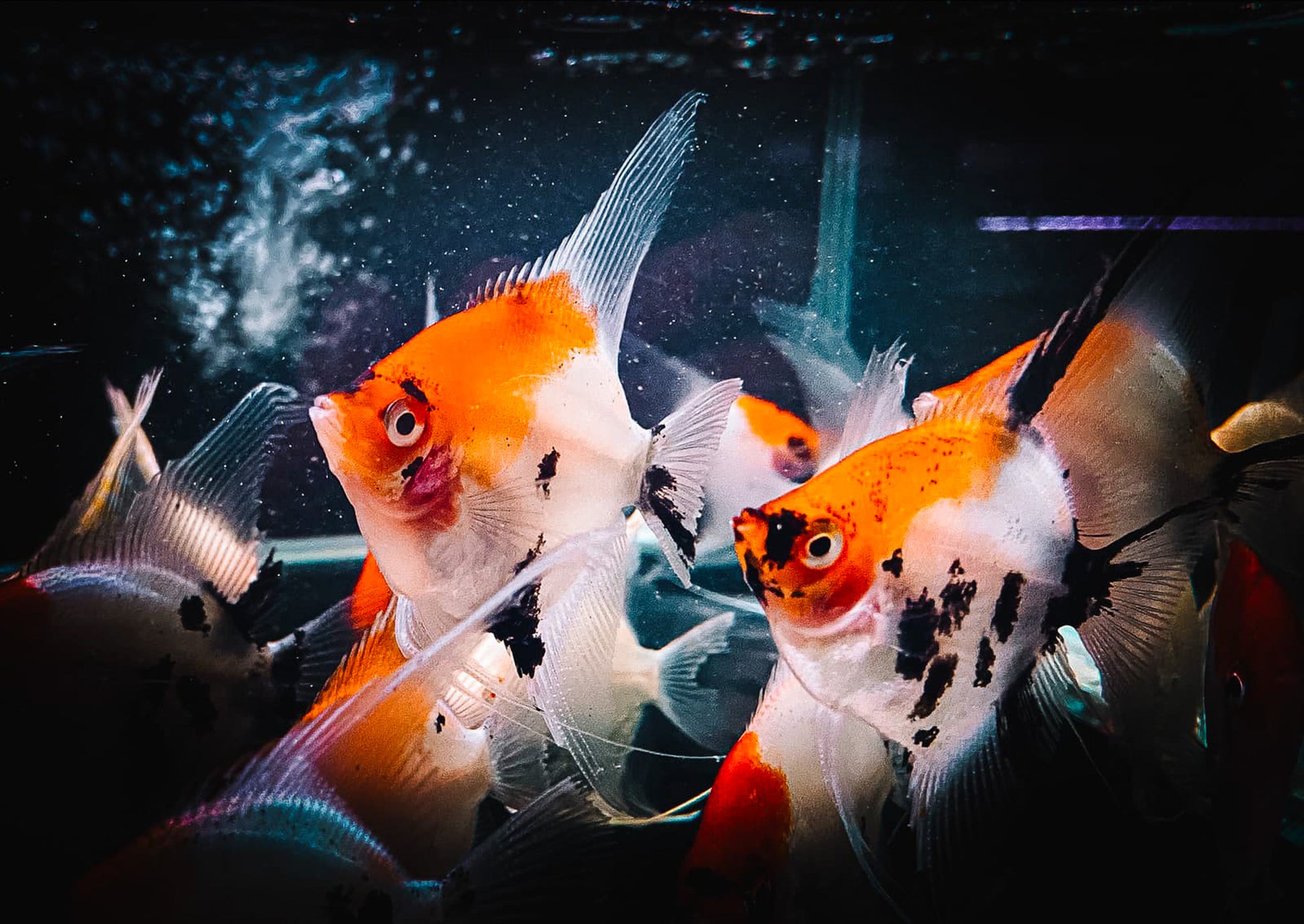 Tricolor Angelfish